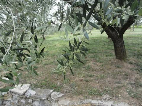 Olive tree branches with first buds . Tuscany, Italy Stock Photos