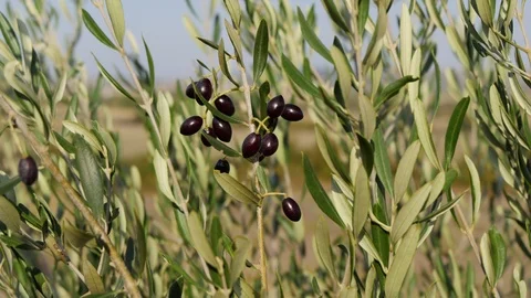 Olive tree branches with fruits 動画素材 98129504