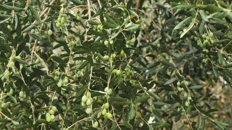 Olive tree branches full of olives. Pan movement. Olive trees, 4K Stock Footage 139810473