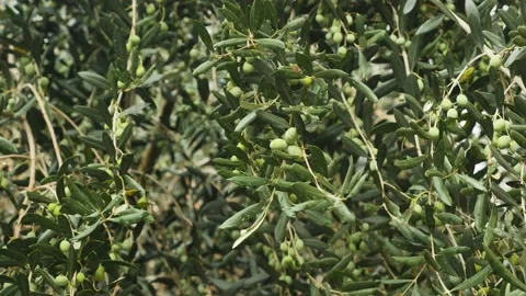Olive tree branches full of olives. Horizontal camera movement. Olive trees, 4K Stock Footage 139810481