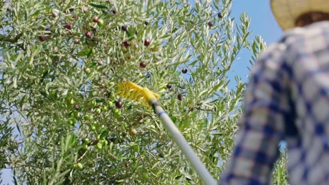 Olive tree branches full of ripe black and green olives against blue sky Video stock 234979188