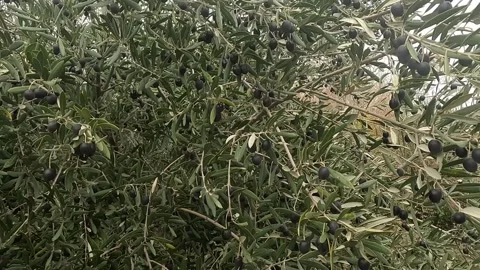 Olive tree with branches full of ripening green and purple olives surrounded by 스톡 동영상 331045095