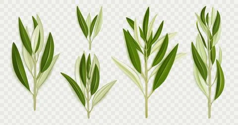 Olive tree branches with green leaves Stock Illustration