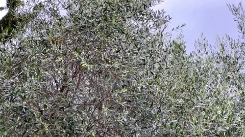 Olive tree branches with green olives Stock Footage 306129128