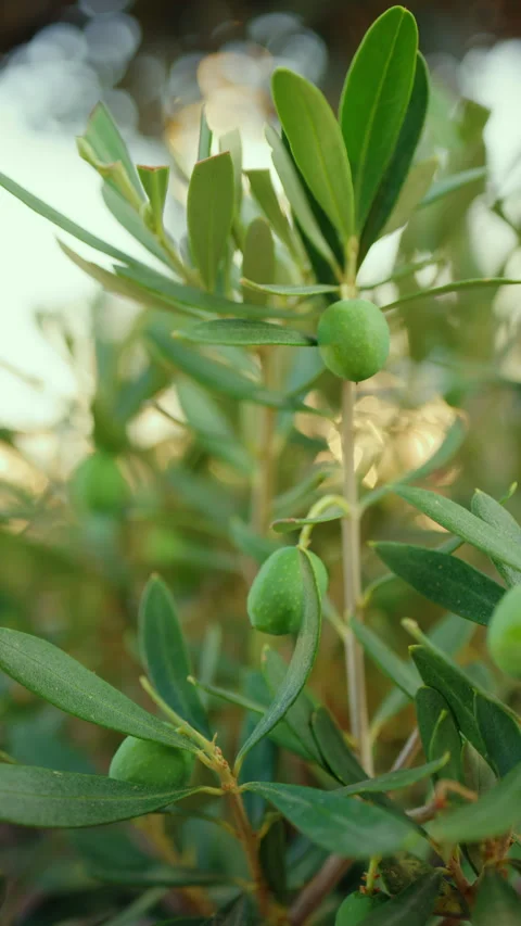 Olive tree branches with green olives ripening under natural sunlight, Video stock 342850450