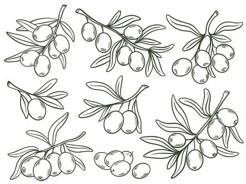 Olive tree branches hand drawn set Stock Illustration