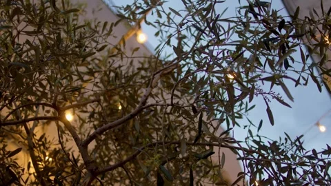 Olive tree branches illuminated by string lights in historic Ostuni, Puglia 動画素材 337168282