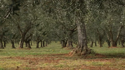 Olive Tree Branches Moving in the Breeze Stock Footage 332128197