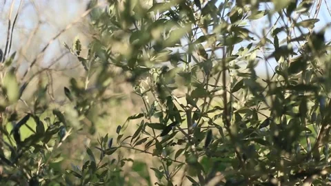 Olive Tree Branches Moving in Light Breeze Sliding Shot Stock-Footage 160991480