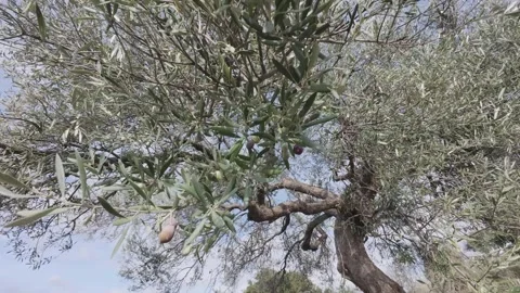 Olive Tree Branches Moving in Wind After Manual Harvest in Rural Hills Stock Footage 326353914