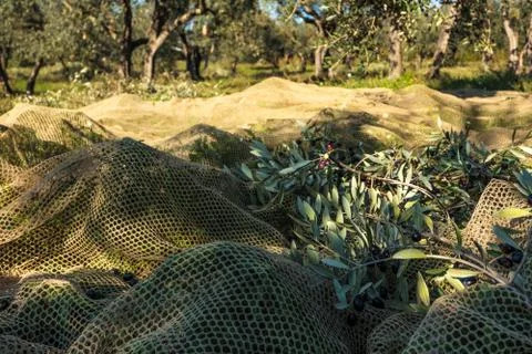 Olive Tree Branches in Net for olive collection during harvest Stock Photos