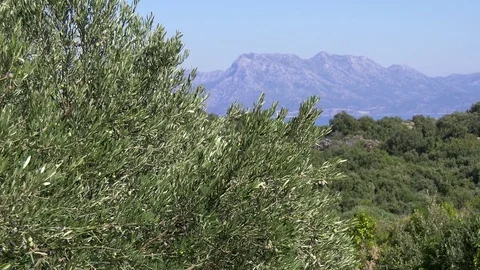 Olive tree branches on Peljesac peninsula and mountain range in background Stock Footage 71178132