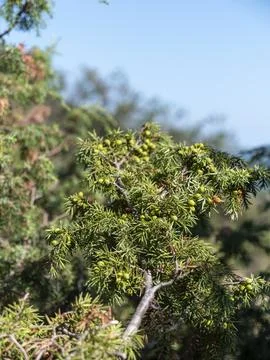 Olive tree branches with sea in the background Stock-Fotos
