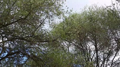Olive Tree Branches Shacked By Wind Stock Footage 68430887