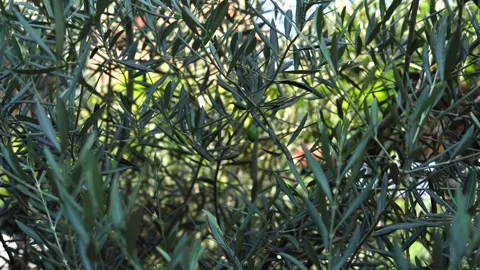 Olive tree branches with slender green leaves and a single olive fruit Stock Footage 315087795