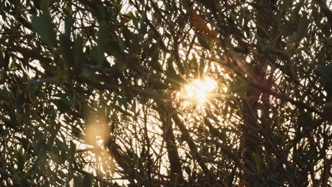 Olive Tree Branches Sun Star Flare Stock Footage 346913721