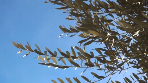 Olive tree branches in a sunny day Stock Footage 71375677
