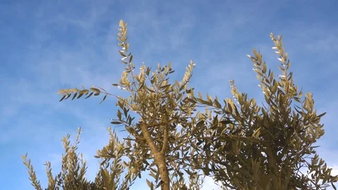 Olive tree branches in a sunny day Stock Footage 71377099