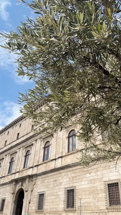 Olive Tree Branches Sway Beside Historic Stone Building on Via della Stock Footage 342052485