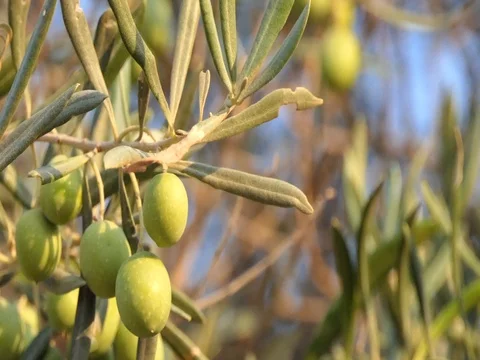 Olive tree branches sway in the summer breeze, Portugal, Castro Marim Video stock 80613631