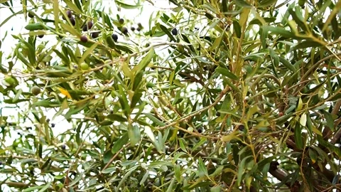 Olive tree branches swaying in the wind Vídeo Stock 184004152