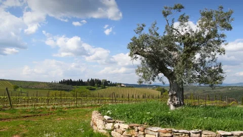 Olive tree with branches swaying in the wind amid young vineyards Stock Footage 187709207
