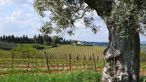 Olive tree with branches swaying in the wind in the middle of young vineyards 스톡 동영상 187709481