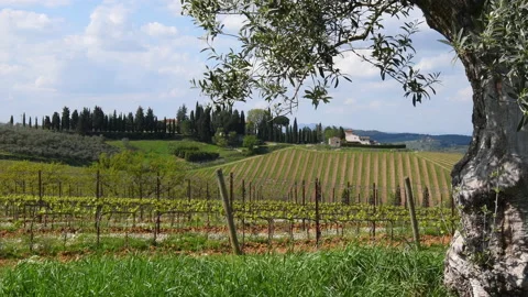 Olive tree with branches swaying in the wind in the middle of young vineyards Stockbeeldmateriaal 187716244