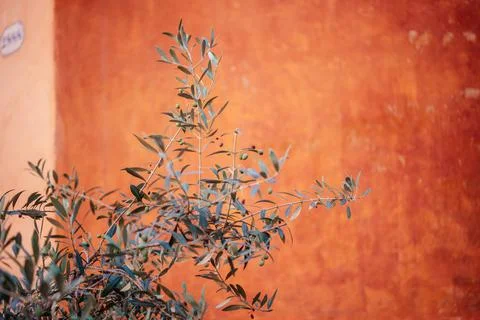 Olive tree branches at terracotta plaster wall background in Rome, Italy Stock Photos