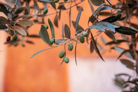 Olive tree branches at terracotta plaster wall background in Rome, Italy Stock Photos