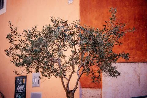 Olive tree branches at terracotta plaster wall background in Rome, Italy Stock Photos