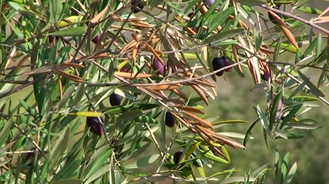 Olive tree branches tilt up to reveal nuclear power plant tower Stock Footage 49963744