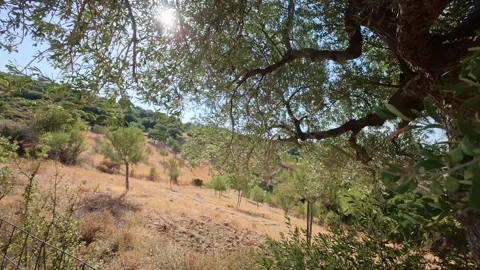 Olive Tree Branches Under Summer Sunlight in Greece Video stock 321533496
