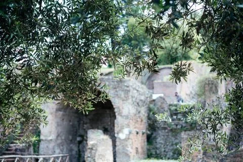 Olive tree branches with unfocused blurred background with green foliage. Eco Stock Photos