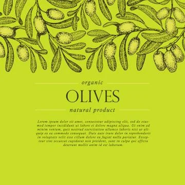 Olive tree branches vector banner. Engraving hand drawn style. Vector sketch Illustrazione stock