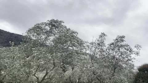 Olive tree branches waving in strong wind before hurricane, cloudy sky and Stock Footage 313340045