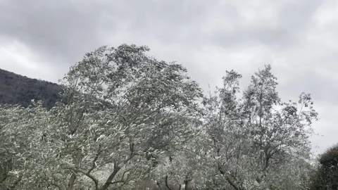 Olive tree branches waving in strong wind before hurricane, cloudy sky and Stock Footage 344649614