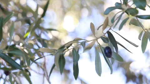 Olive tree brunch over white sky Stock Footage 121371986
