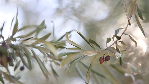 Olive tree brunch over white sky Stock Footage 121372078