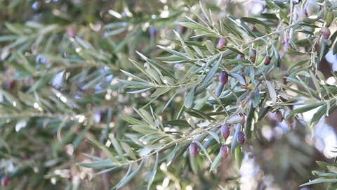 Olive tree brunches over sunset sky Stock Footage 121371563