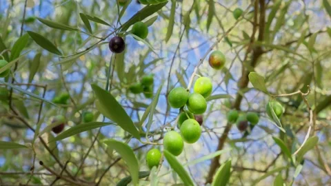 Olive tree canopy with ripening olives in Montenegro, late summer Vídeos de archivo 329412731