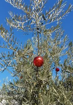 Olive tree with Christmas decorations Stock Photos