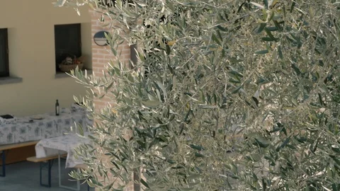 Olive tree close up Stock Footage 88282589