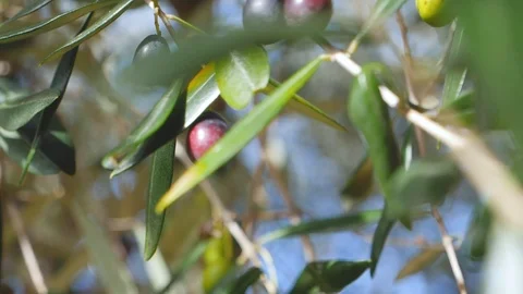 Olive tree close up Video stock 96612424