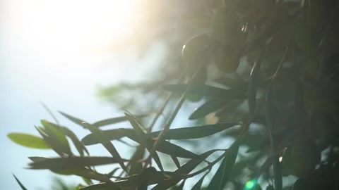 Olive Tree Close Up Stock Footage 242932937