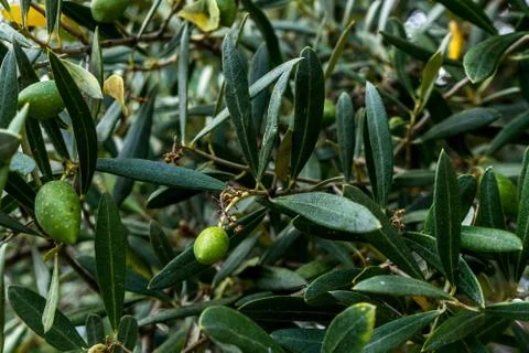 Olive tree close up, growing olives. Summer background. Stock Photos