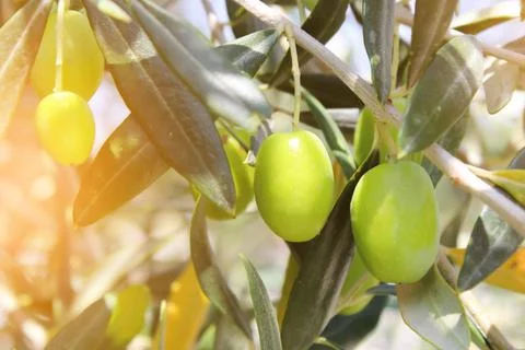 Olive tree, close-up. Mediterranean fruit. Stock Photos