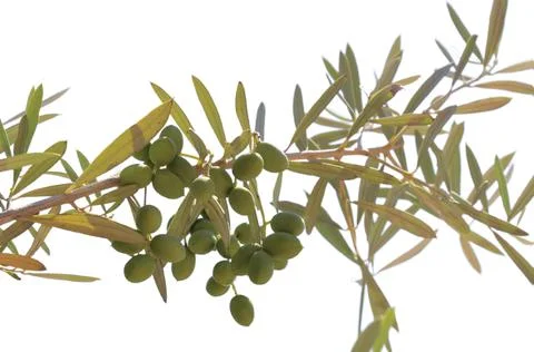 Olive tree, close-up. Mediterranean fruit. Isolated on white background Stock Photos