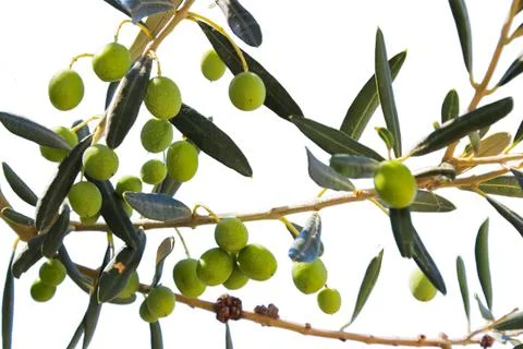 Olive tree, close-up. Mediterranean fruit. Isolated on white background Stock Photos