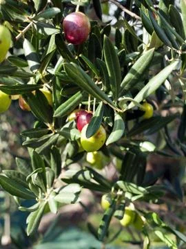 Olive tree close up Stock Photos
